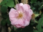 florablog-roseto-botanico-carla-fineschi-100.jpg