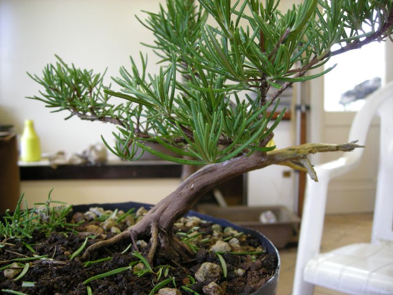 Scuola Di Preparazione All Arte Bonsai Florablog