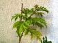 solanum-torvum-ottobre-09-03