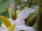 solanum-in-fiore-02