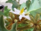 solanum-in-fiore-05