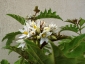 Solanum torvum maggio 2010 1