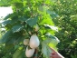 Solanum torvum, è tempo di melanzane 01