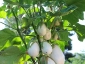 Solanum torvum, è tempo di melanzane 02
