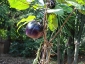 Solanum torvum, è tempo di melanzane 08