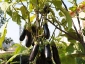 Solanum torvum, è tempo di melanzane 16