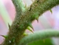 Florablog-Solanum-torvum-03-pubescenza.jpg