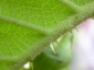 Florablog-Solanum-torvum-04-spine.jpg