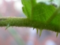 Florablog-Solanum-torvum-05-pubescenza-stella.jpg