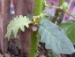 Florablog-Solanum-torvum-06-foglie-giovanili.jpg