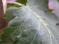 Florablog-Solanum-torvum-07-venatura.jpg