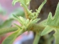 Florablog-Solanum-torvum-10-nuova-vegetazione.jpg