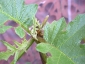 Florablog-Solanum-torvum-11-cima.jpg