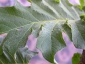 Florablog-Solanum-torvum-12-lamina.jpg