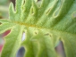 Florablog-Solanum-torvum-13-nuova-foglia.jpg
