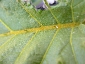 Florablog-Solanum-torvum-14-particolare-venatura.jpg