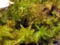 Sphagnum-01