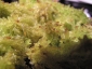 Sphagnum-02