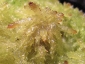 Sphagnum-04
