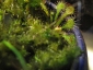 Sphagnum-05