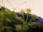 Sphagnum-06