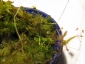 Sphagnum-07