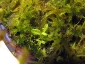 Sphagnum-08