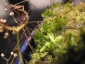 Sphagnum-09