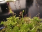 Sphagnum-10