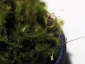 Sphagnum-11