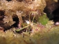Sphagnum-12