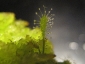 Sphagnum-13