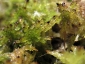 Sphagnum-14