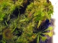 Sphagnum-15