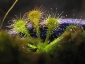 Sphagnum-16