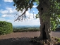 Il panorama dall\'albero monumentale