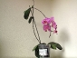 Un keiki di Phalaenopsis... in fiore!