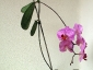 Un keiki di Phalaenopsis... in fiore!