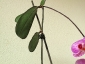 Un keiki di Phalaenopsis... in fiore!
