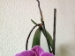 Un keiki di Phalaenopsis... in fiore!