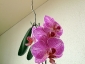 Un keiki di Phalaenopsis... in fiore!
