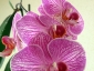 Un keiki di Phalaenopsis... in fiore!