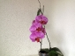 Un keiki di Phalaenopsis... in fiore!