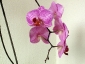 Un keiki di Phalaenopsis... in fiore!