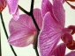 Un keiki di Phalaenopsis... in fiore!