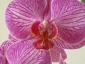 Un keiki di Phalaenopsis... in fiore!