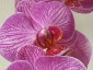 Un keiki di Phalaenopsis... in fiore!