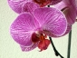 Un keiki di Phalaenopsis... in fiore!