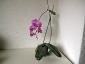 Un keiki di Phalaenopsis... in fiore!