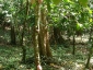 04-pianta-di-cacao-tronco.jpg